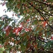 Blackgum Leaves 10.2.11 by sfeldphotos