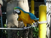 2nd Oct 2011 - Macaw?