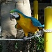 Macaw? by grozanc