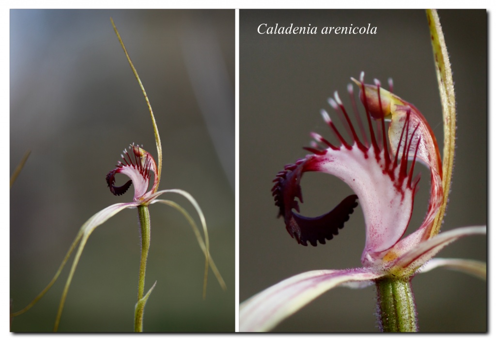 Carousel spider orchid by ltodd
