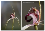 28th Sep 2011 - Carousel spider orchid