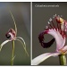 Carousel spider orchid by ltodd