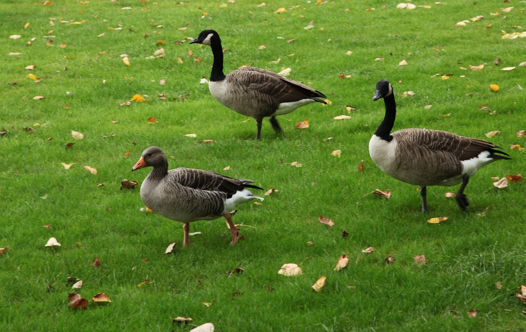Canada Geese at Kew Gardens by netkonnexion