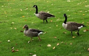 1st Oct 2011 - Canada Geese at Kew Gardens