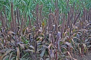 30th Sep 2011 - Ripe Grasses