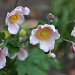 Japanese Anemones by cwarrior
