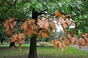 28th Sep 2011 - Autumn Oak
