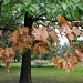 Autumn Oak by cwarrior