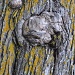 Lichen & Knots by cwarrior