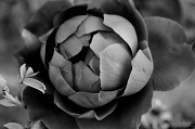 3rd Oct 2011 - Roisin Dubh (Black Rose)
