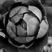 Roisin Dubh (Black Rose) by winshez