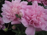 3rd May 2010 - Peonies in bloom