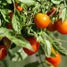 Still lots of tomatoes to pick by phil_howcroft
