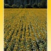 Sunflower 2 by judithdeacon