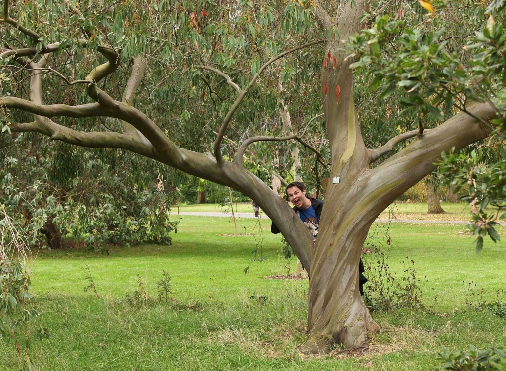 Eucalyptus - Kew Gardens by netkonnexion