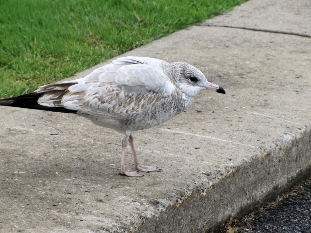 Crouching seagull. by maggie2