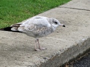 3rd Oct 2011 - Crouching seagull.