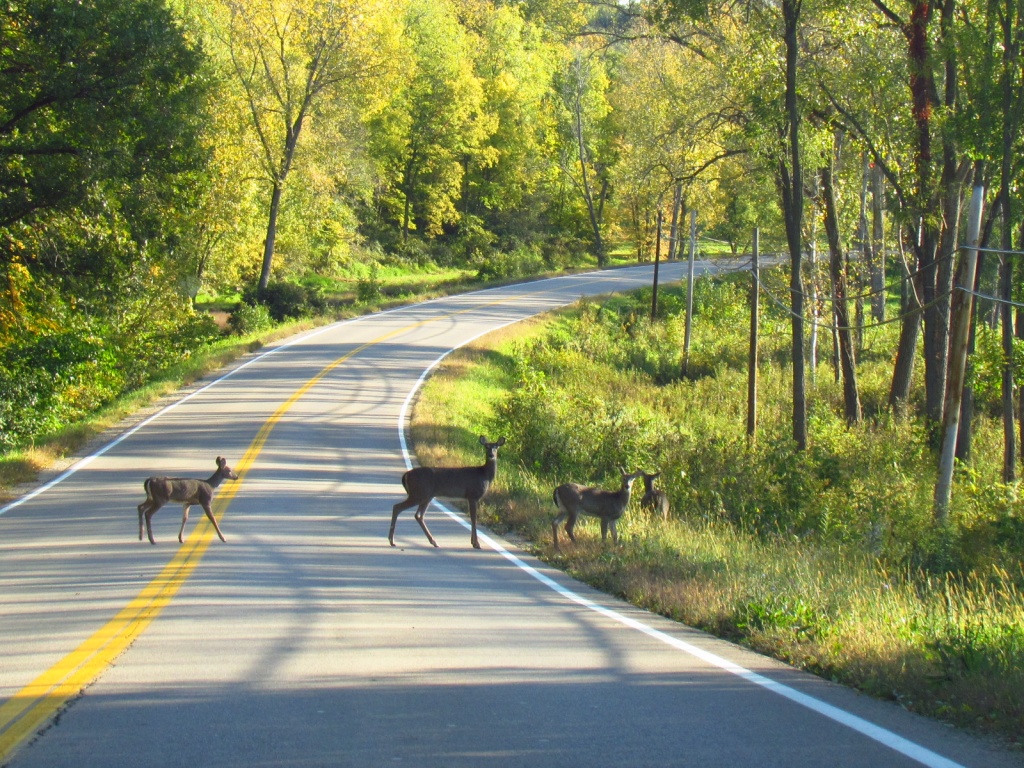 Deer Crossing by juletee