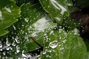 2nd Oct 2011 - Post Rain Web