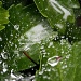 Post Rain Web by kerosene