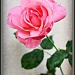 Rose Pink by melinareyes