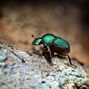 2nd Oct 2011 - Beetle