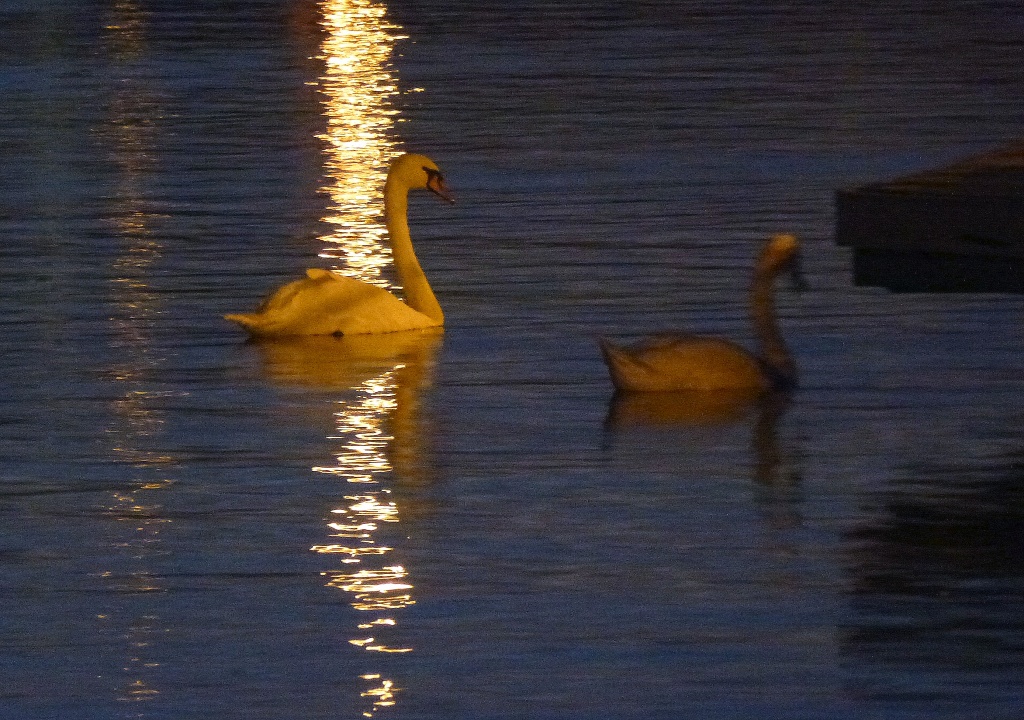 Night swans by dulciknit