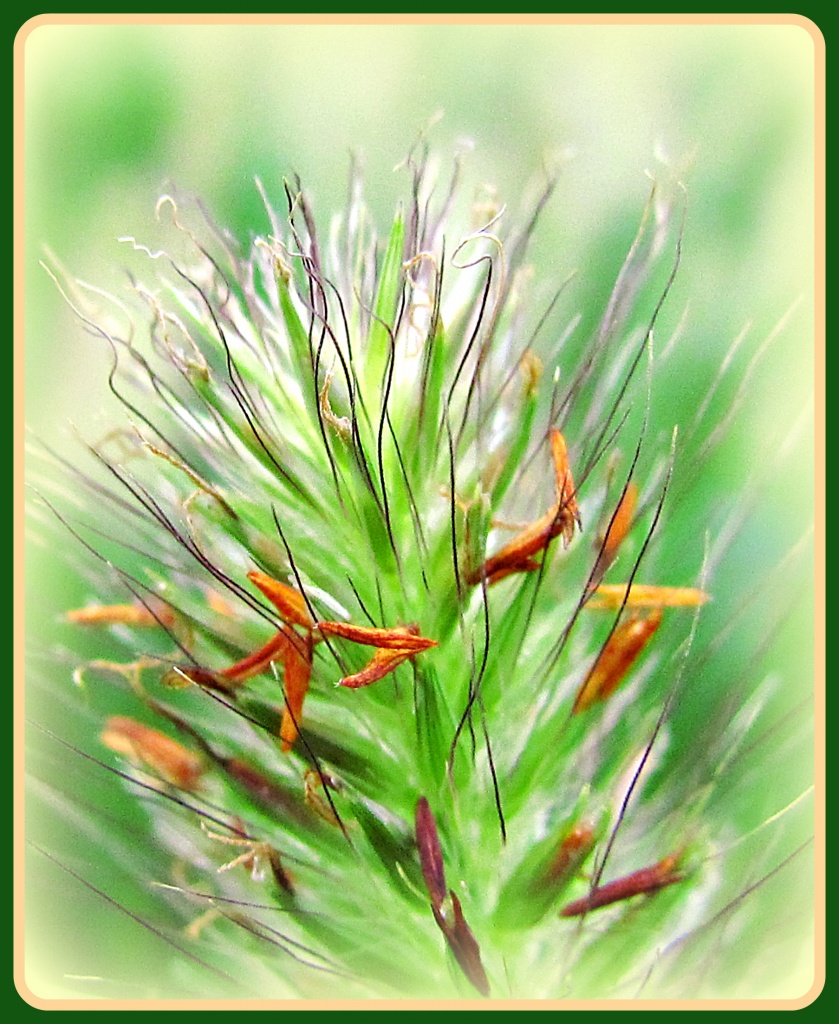 Grass Blooms?? by glimpses