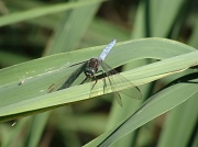 18th Sep 2011 - Dragonfly