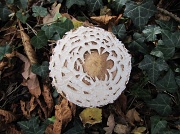 4th Oct 2011 - Mushroom in the park