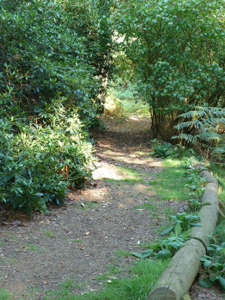 Woodland path by karendalling