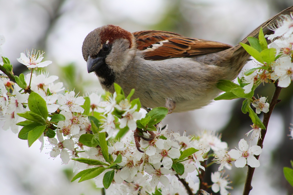 Spring Sparrow:) by lily