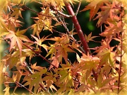 4th Oct 2011 - coral bark maple for Nancy