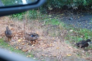4th Oct 2011 - Roadside ducks