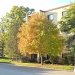 Autumn tree in front of my building by kchuk