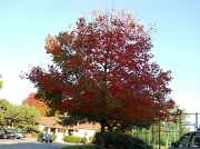 3rd Oct 2011 - Changing maple tree