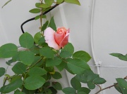 2nd Oct 2011 - Another autumn rose
