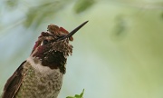 4th Oct 2011 - Portrait Of A Hummingbird