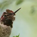 Portrait Of A Hummingbird by kerristephens