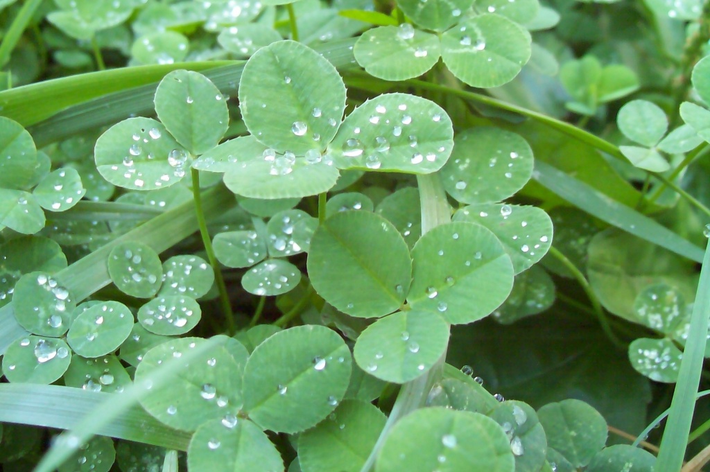Diamonds on the Clovers by julie