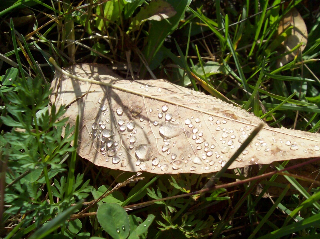 Leaf by julie