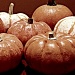 Pumpkins by lisaconrad