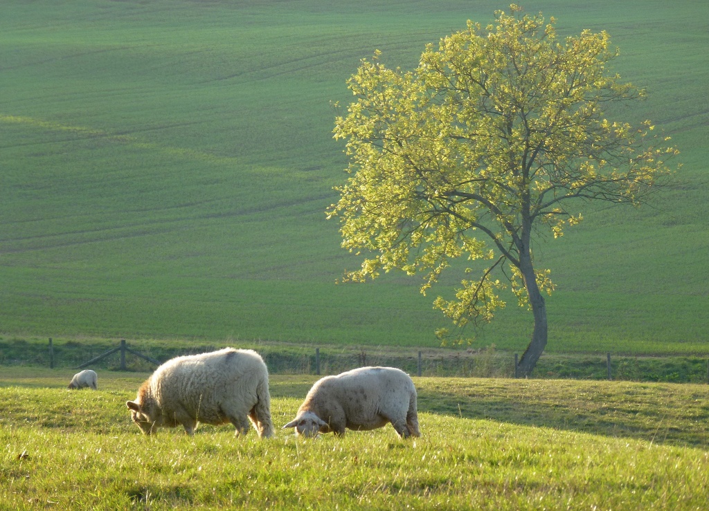 Sheep may safely graze by dulciknit
