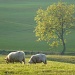 Sheep may safely graze by dulciknit
