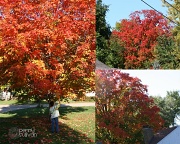 1st Oct 2011 - Tree envy! 274_91_2011