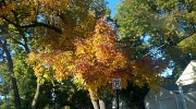 4th Oct 2011 - Fall Colors