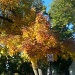 Fall Colors by ellesfena