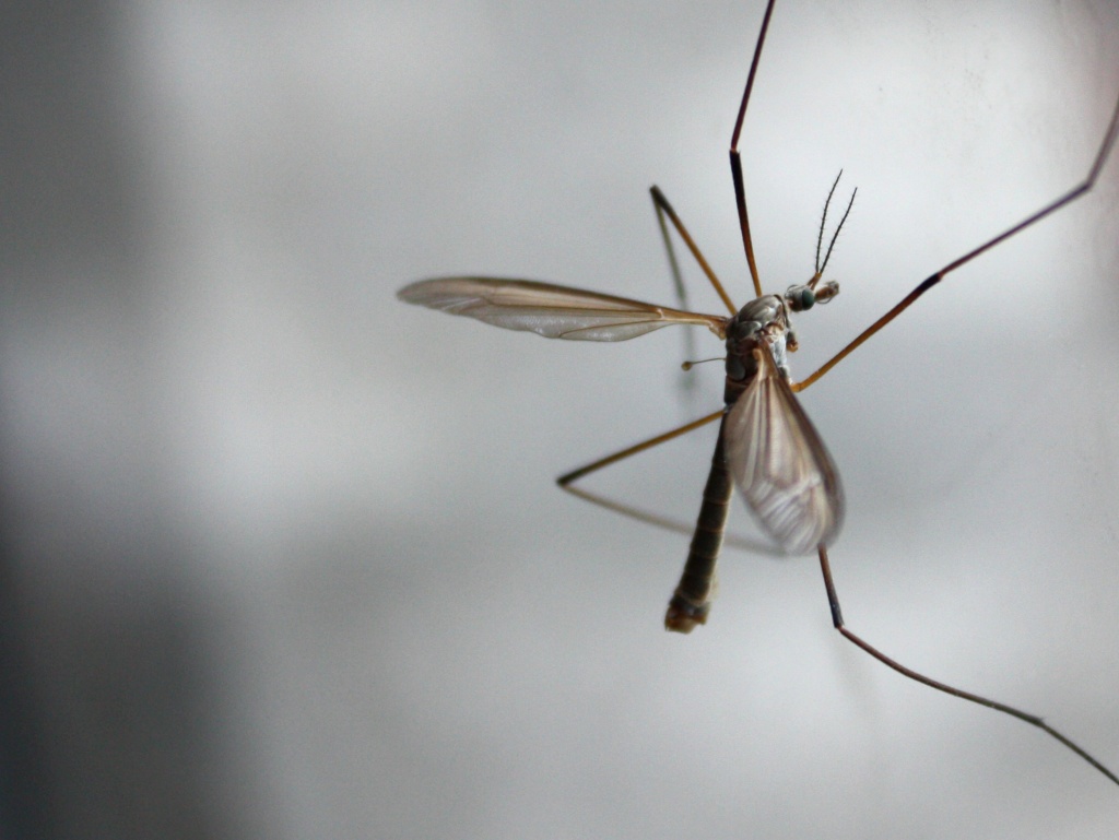 Crane Fly by natsnell