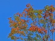 5th Oct 2011 - Treetop