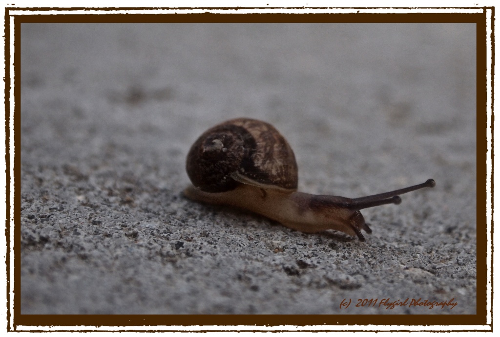 Baby Snail by flygirl